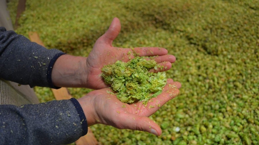 Hops in hand Washington's Yakima Valley produces a quarter of the world's hops, but warming temperutres in the region have growers and brewers concerned about the future of the vital crop.